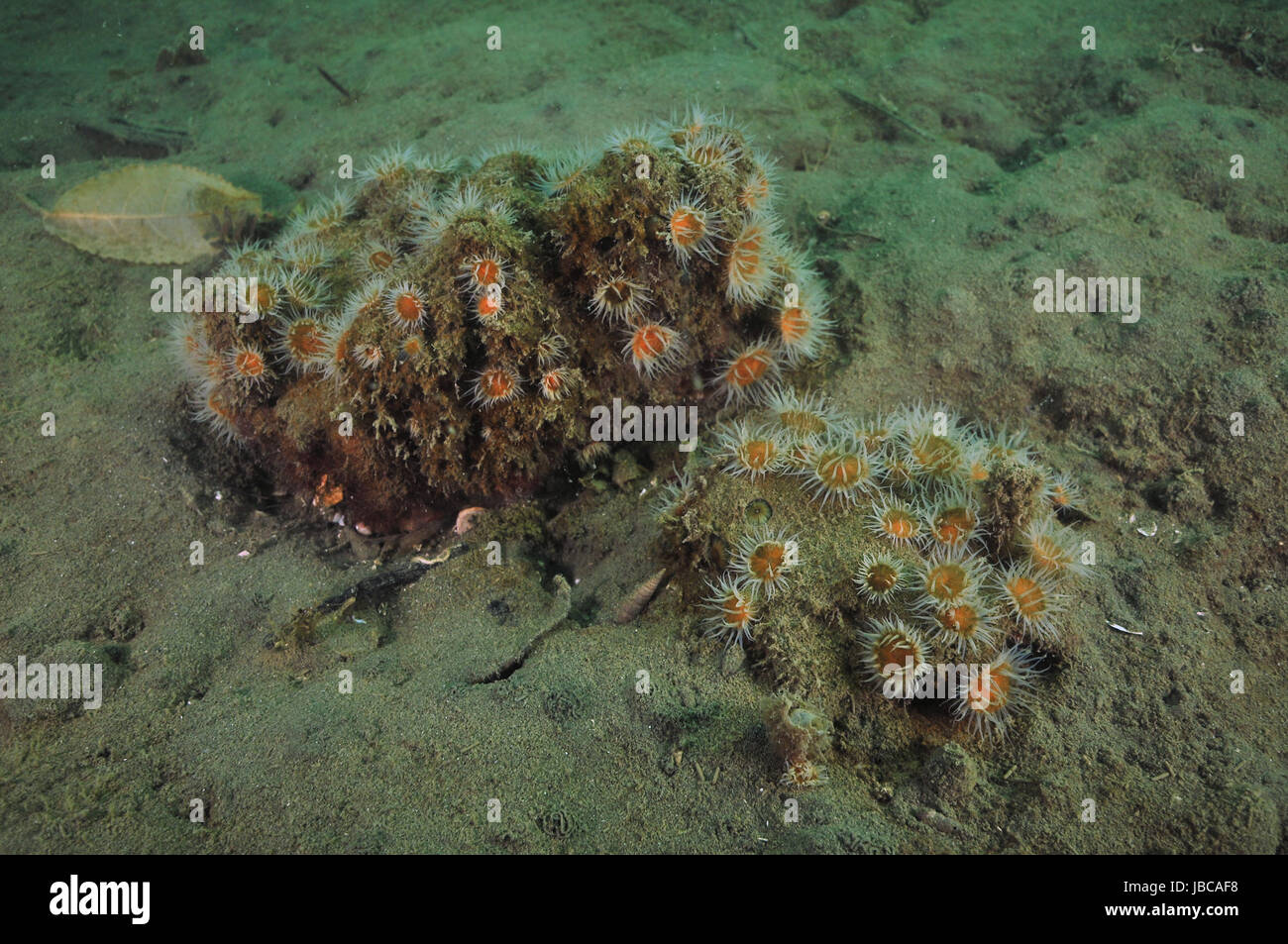 Groupe d'anémones à rayures blanches Anthothoe albocincta sur rocher couvert de couche de sédiments partiellement dans le fond boueux. Banque D'Images