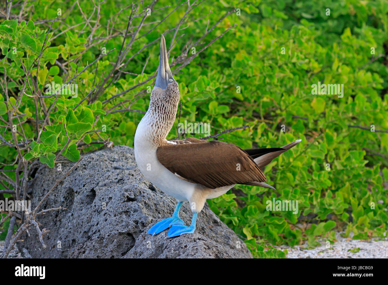 Fou à pieds bleus ciel pointant dans les Galapagos Banque D'Images