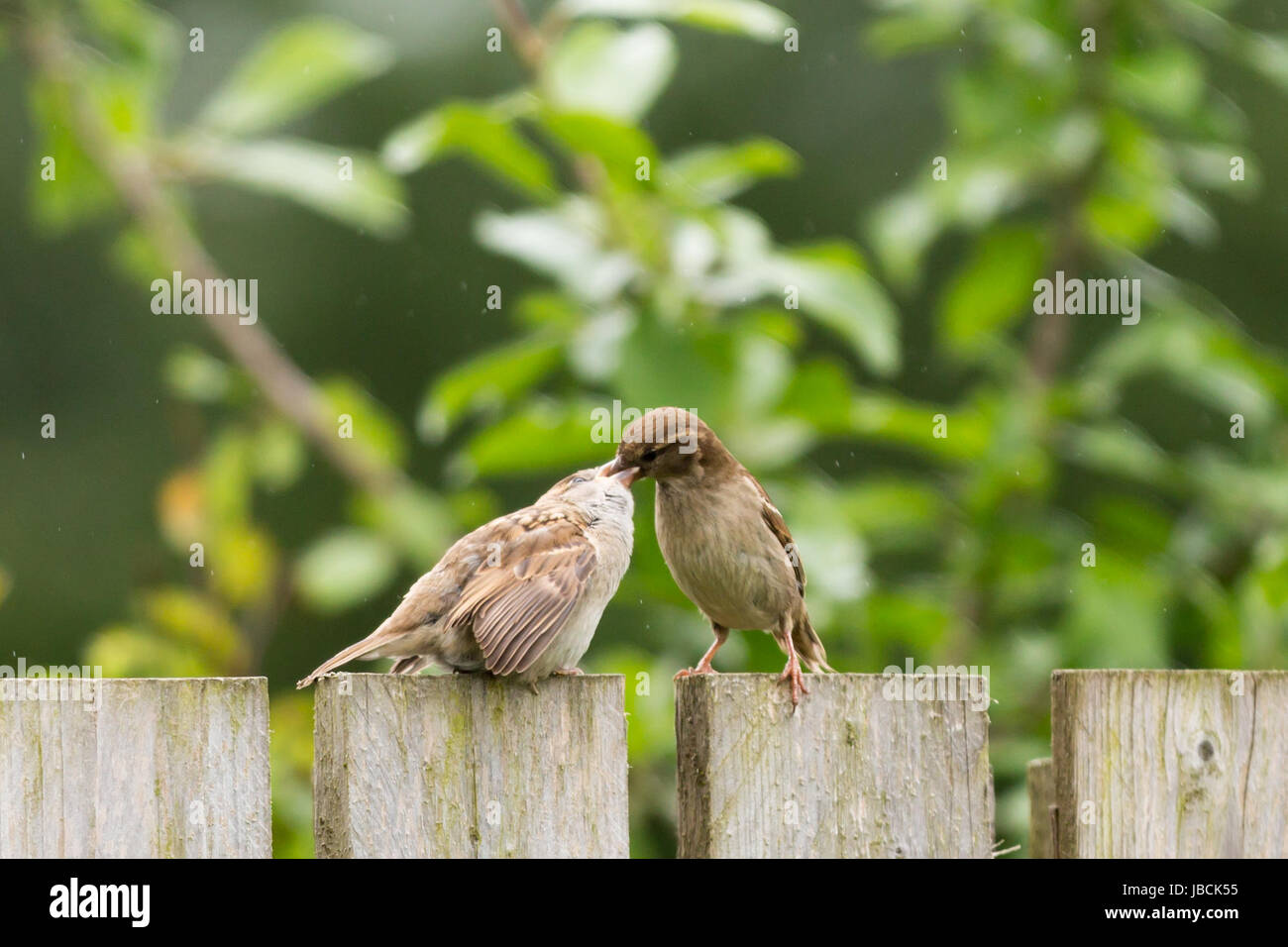 Un Moineau se nourrit ses jeunes bien que perché sur un jardin clôture. © Ian Jones/Alamy Live News Banque D'Images