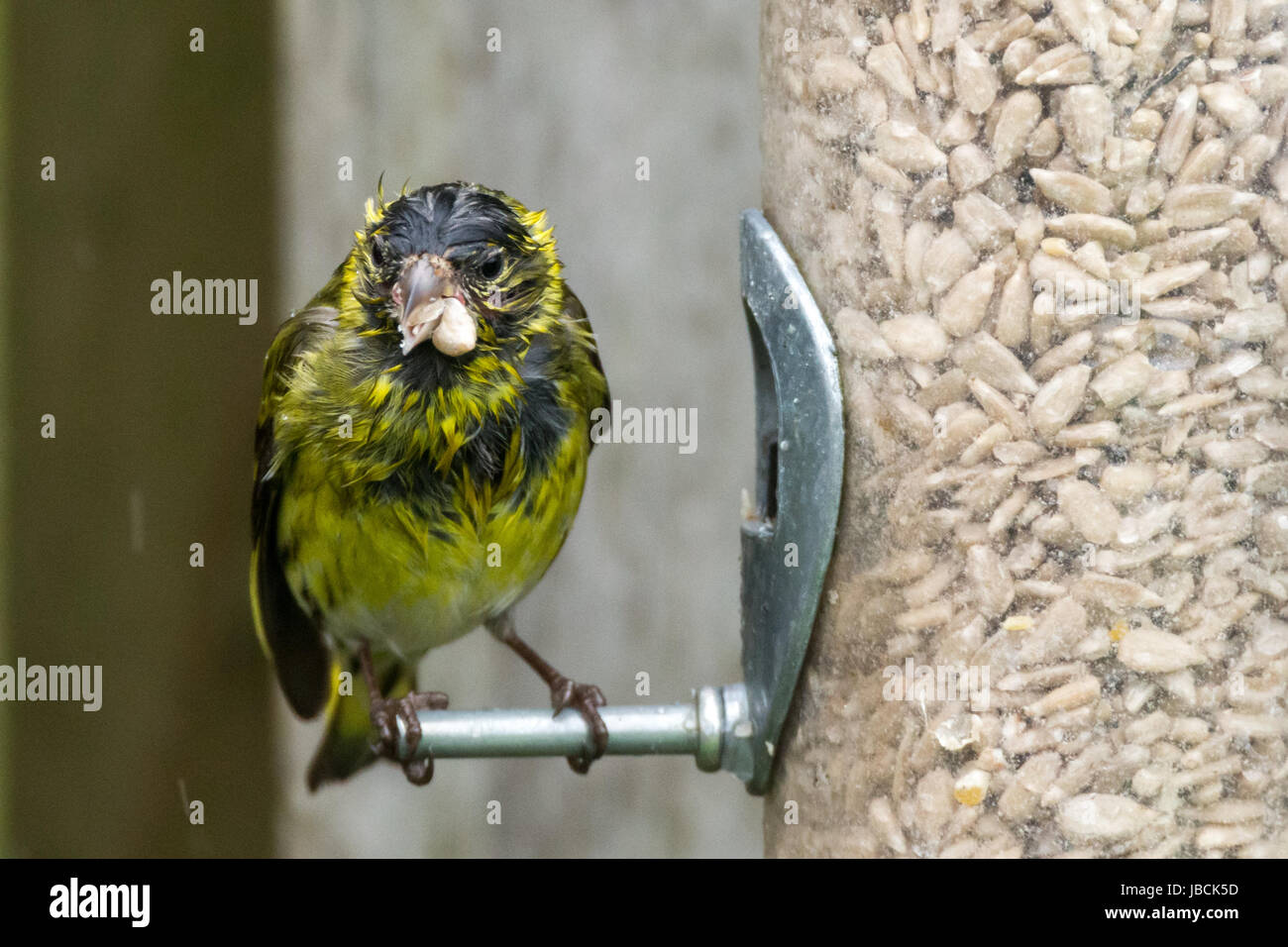 Un Tarin jardin perché sur un convoyeur en pluie. © Ian Jones/Alamy Live News Banque D'Images