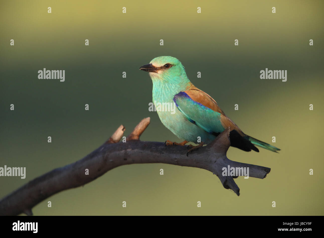 (Coracias garrulus European roller) - un oiseau regardant très exotique Banque D'Images