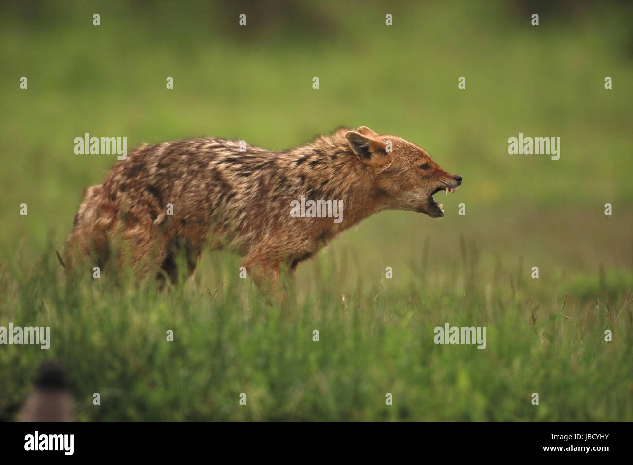 Le chacal doré ou européenne Jackal (Canis aureus) Banque D'Images