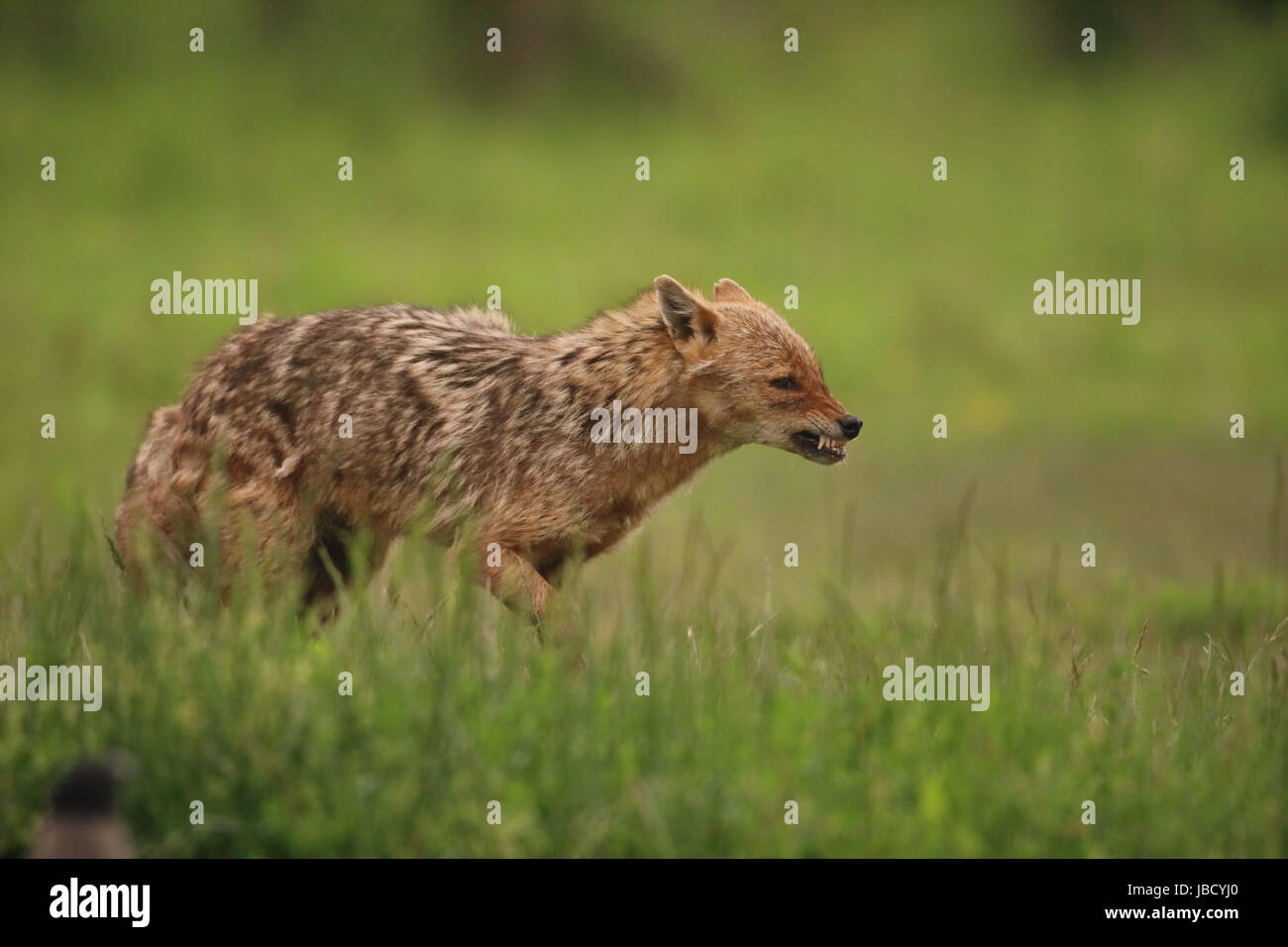 Le chacal doré ou européenne Jackal (Canis aureus) Banque D'Images