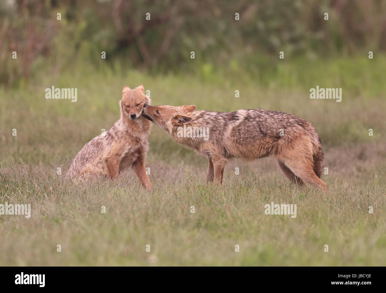 Le chacal doré ou européenne Jackal (Canis aureus) interaction Banque D'Images