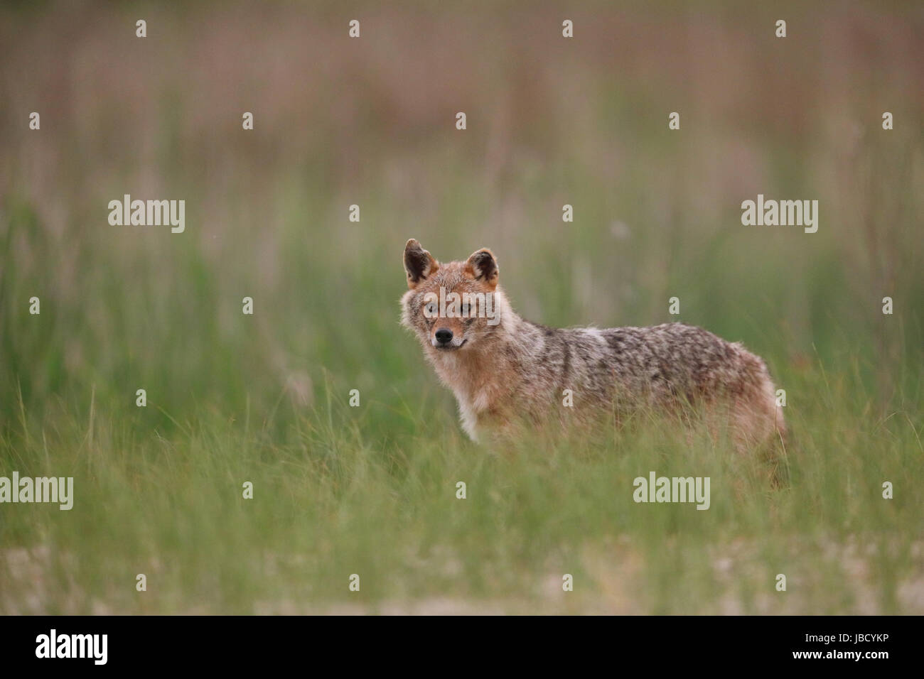 Le chacal doré ou européenne Jackal (Canis aureus) Banque D'Images