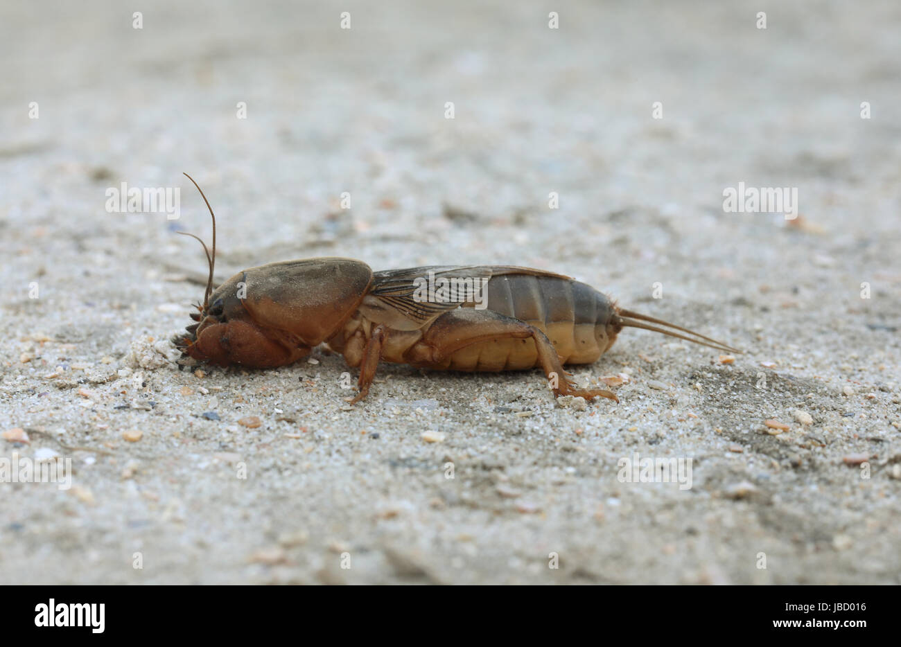 Mole cricket gryllotalpa gryllotalpa Banque de photographies et d ...