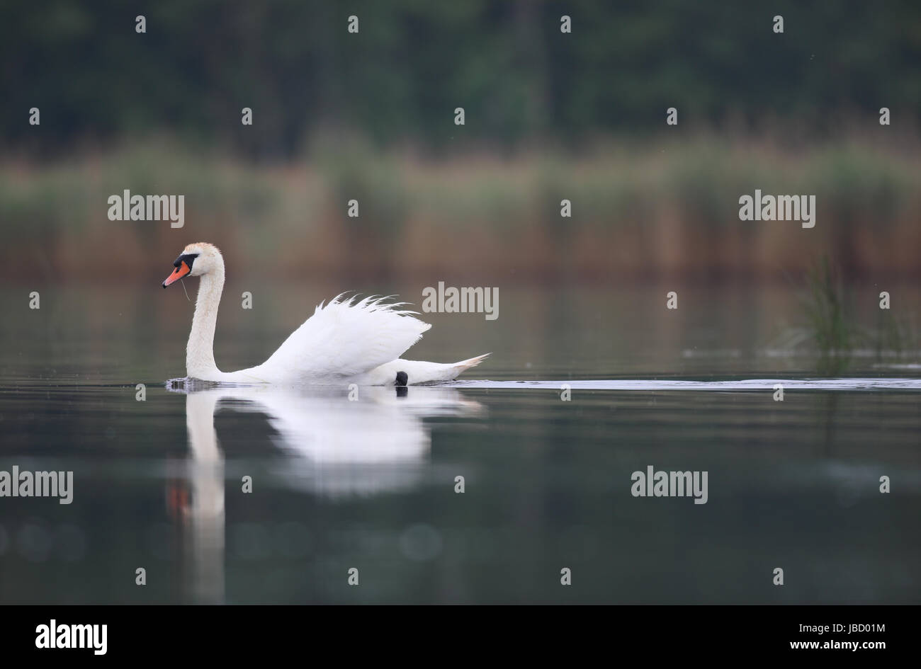 Mute swan (Cygnus olor) natation sur le lac Banque D'Images