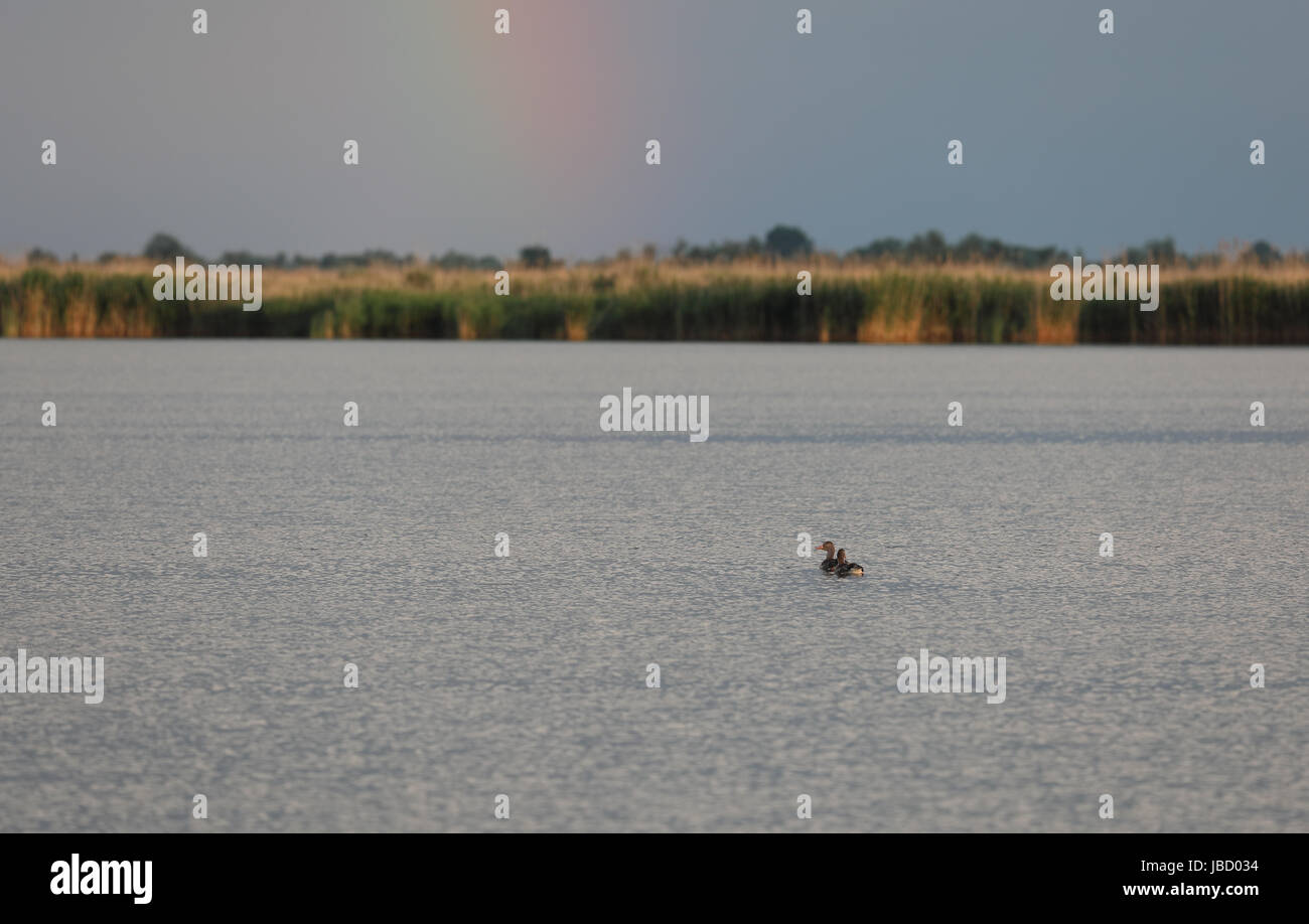 Oies cendrées (Anser anser) et arc-en-ciel dans le Delta du Danube près de Periprava, Roumanie. Banque D'Images