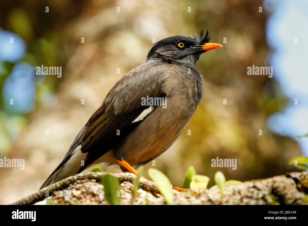 Myna Acridotheres fuscus (Jungle) assis sur un arbre sur l'île de Taveuni, Fidji Banque D'Images