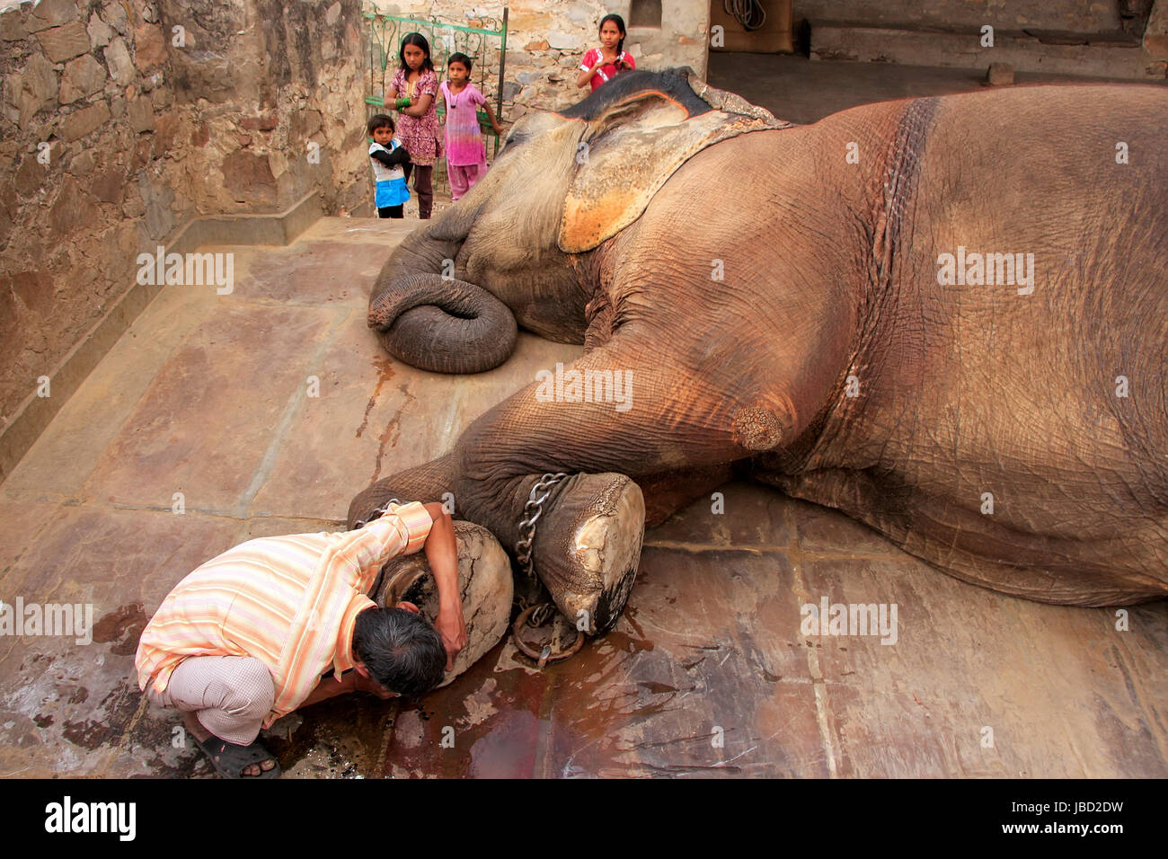 Nettoyage gardien local pied d'éléphant à petits quarts d'éléphant à Jaipur, Rajasthan, Inde. Les éléphants sont utilisés pour des manèges et autres activités touristiques Banque D'Images