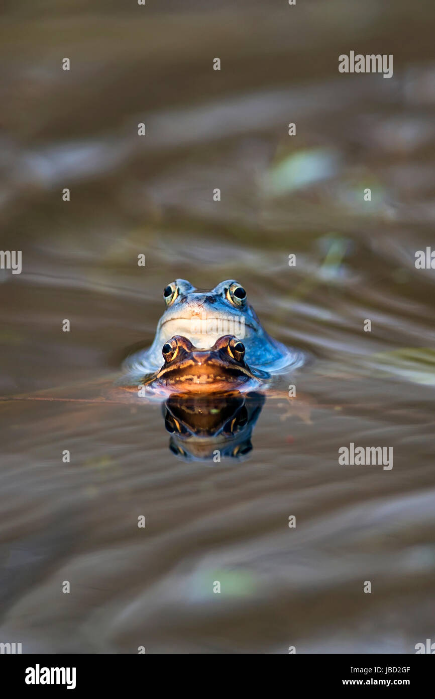 Moor frog - l'accouplement Banque D'Images