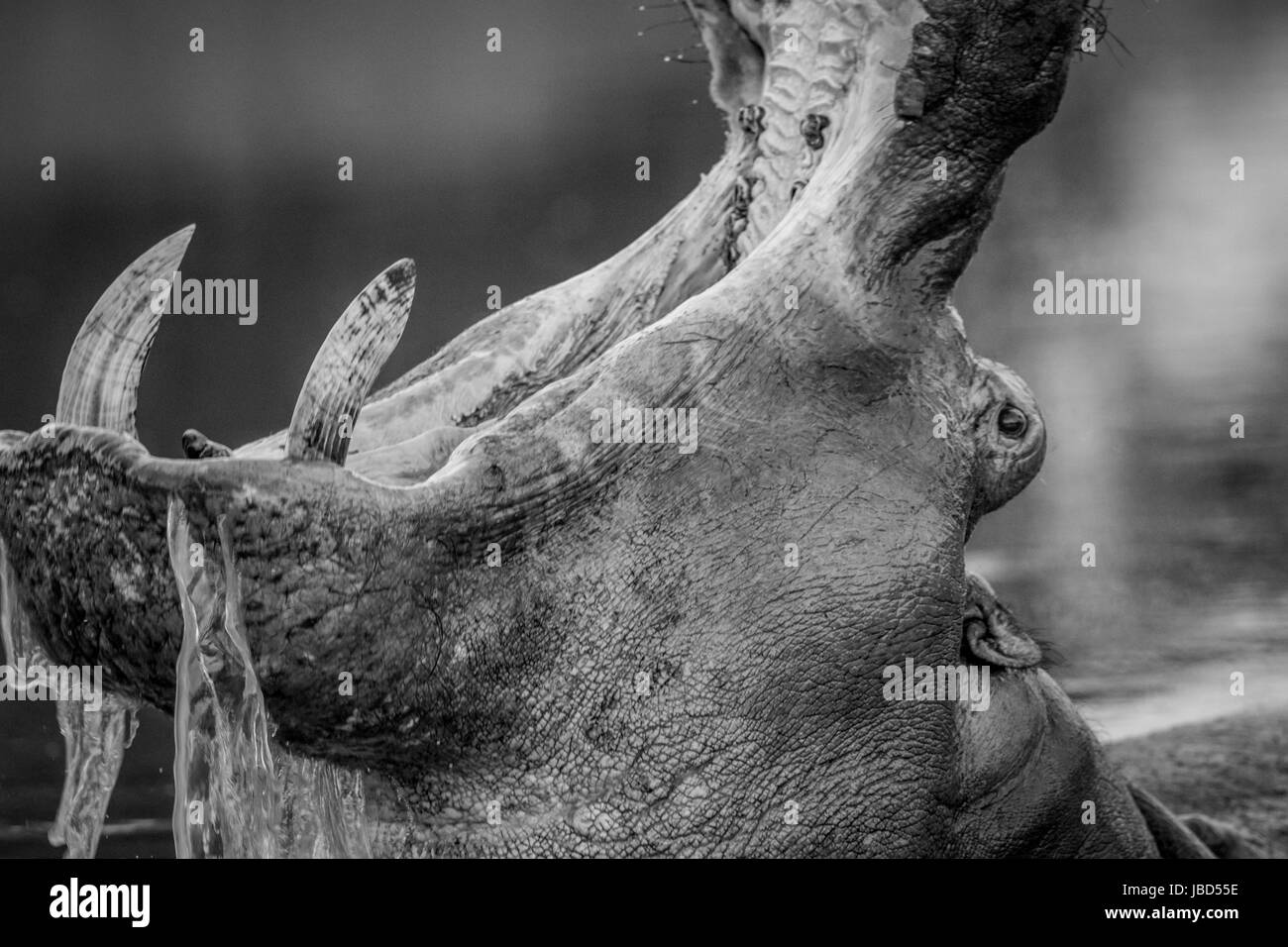 Le bâillement d'hippopotames dans l'eau en noir et blanc dans le parc national Kruger, Afrique du Sud. Banque D'Images