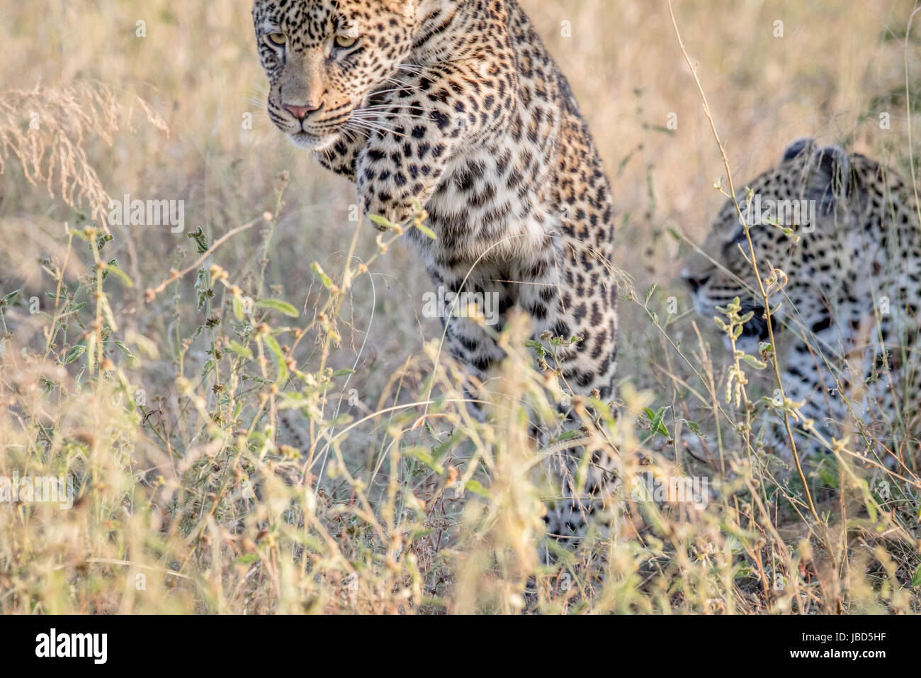Les jeunes pouncing Leopard dans les hautes herbes dans le Parc National Kruger, Afrique du Sud. Banque D'Images