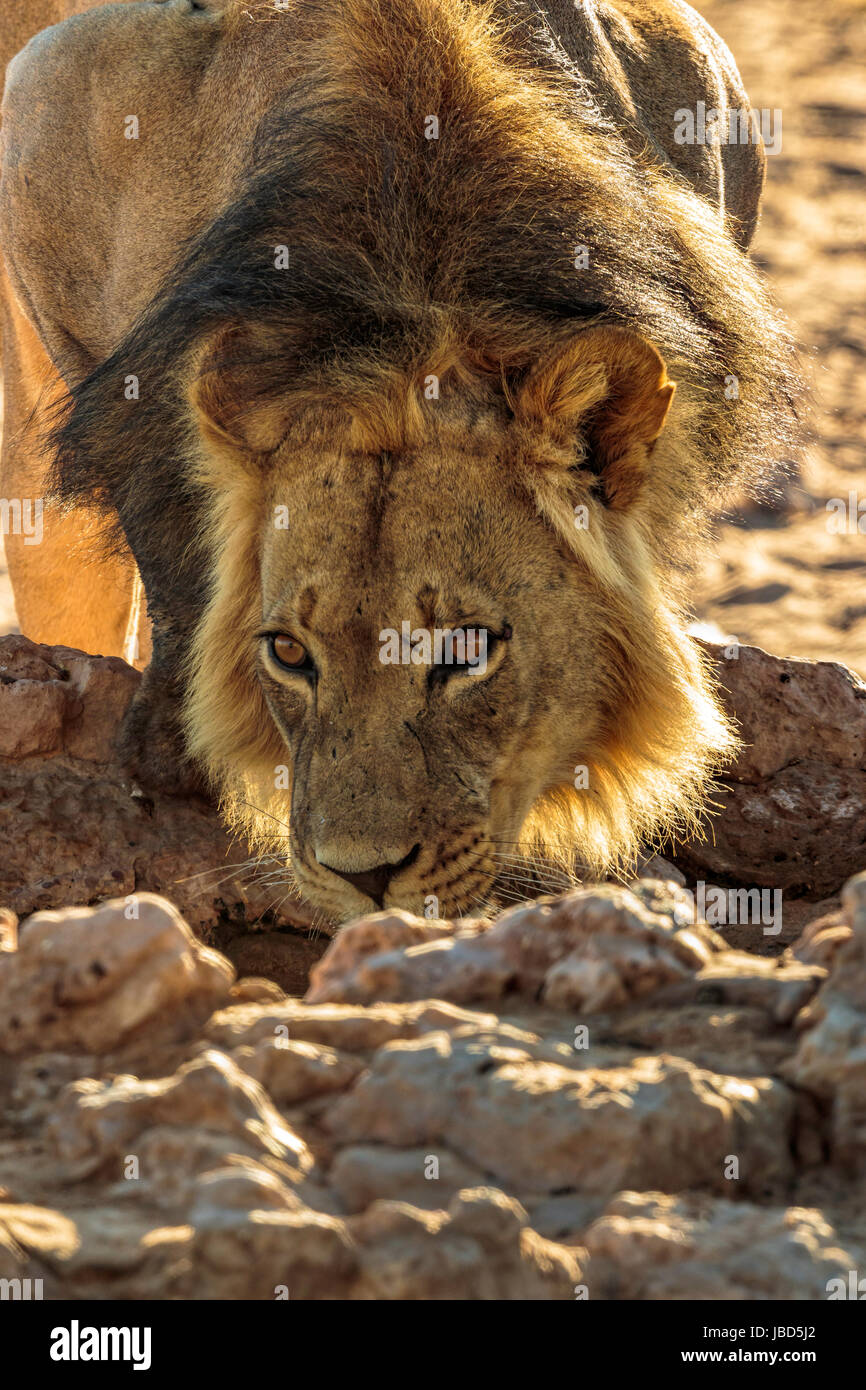 Vue de face d'un seul gros male lion (Panthera leo) l'eau potable à un trou d'eau dans le désert du Kgalagadi, Afrique du Sud Banque D'Images