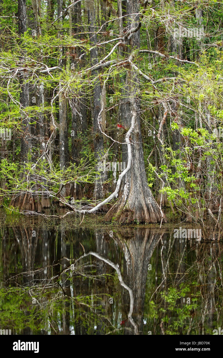 Le cyprès chauve les arbres situés dans 6 mile Cypress Slough en Floride Banque D'Images