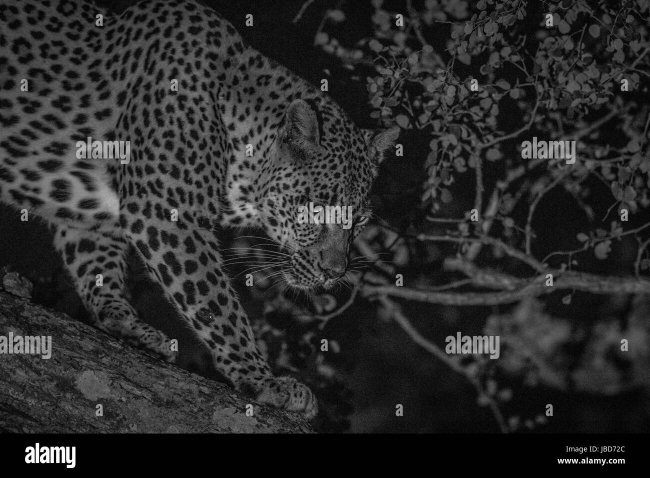 Leopard femme marche dans un arbre en noir et blanc dans le Parc National Kruger, Afrique du Sud. Banque D'Images