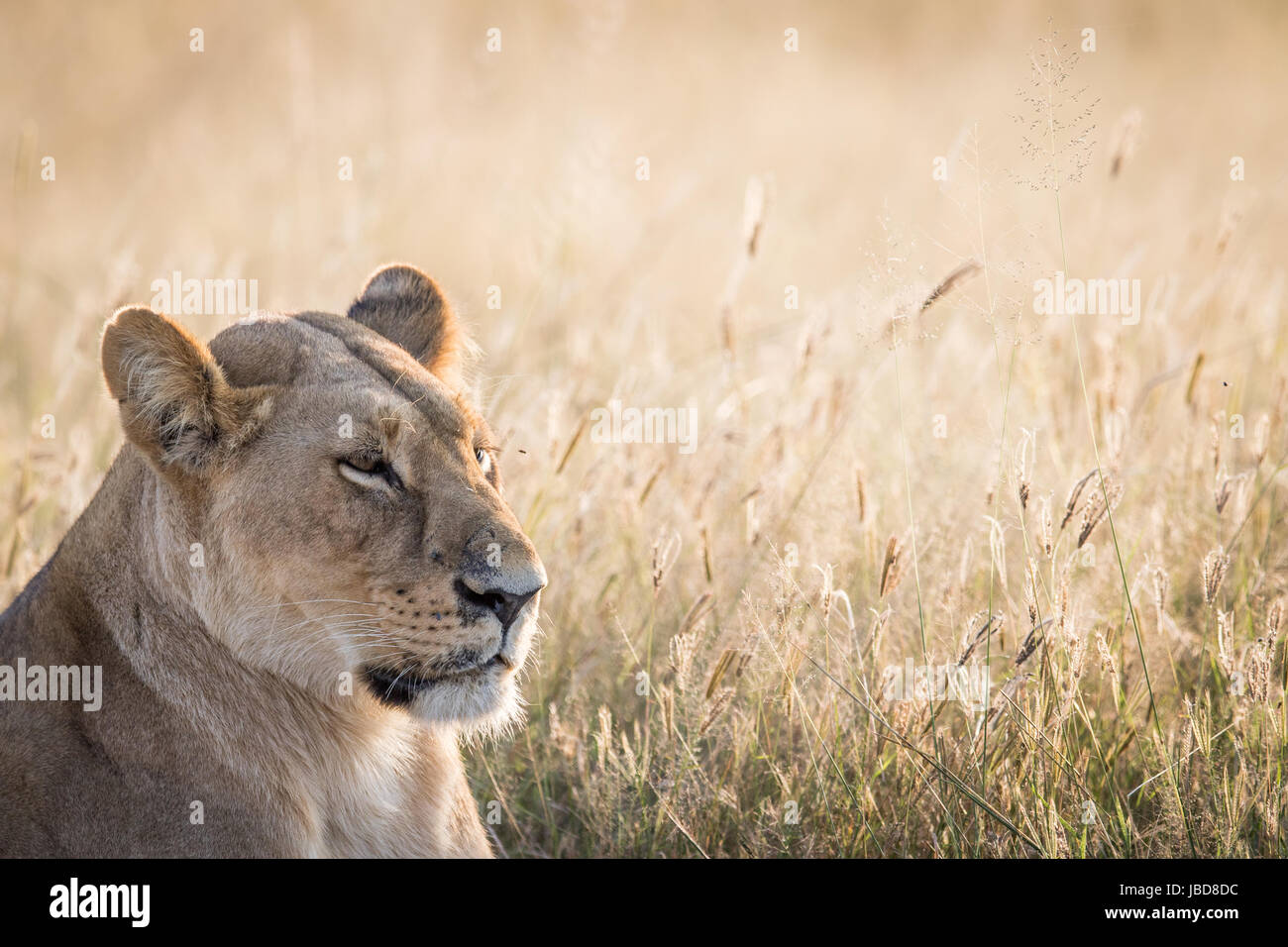 lion-en-col-re-de-profil-banque-de-photographies-et-d-images-haute