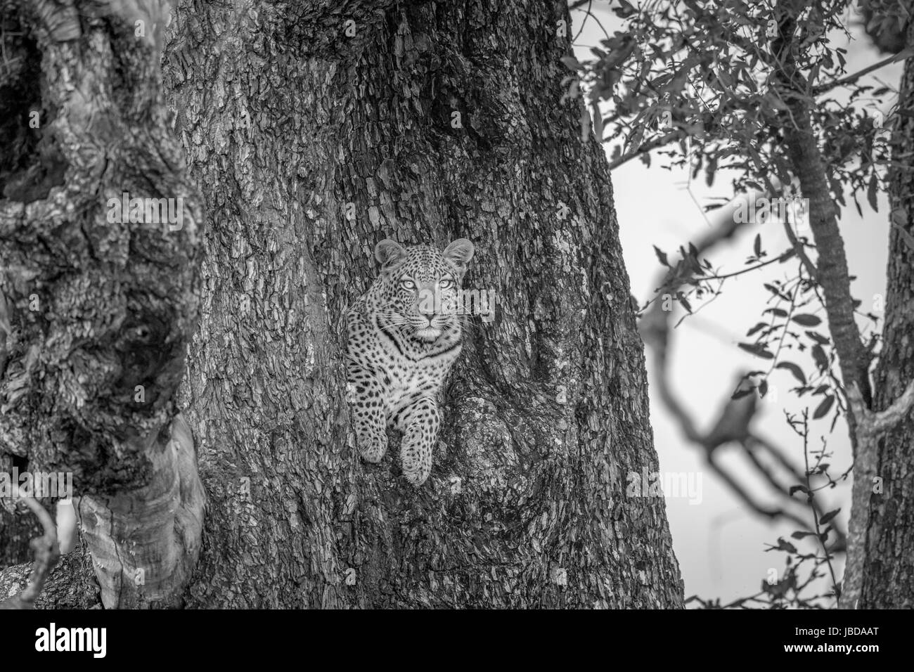 Leopard dans un arbre en noir et blanc dans le delta de l'Okavango, au Botswana. Banque D'Images