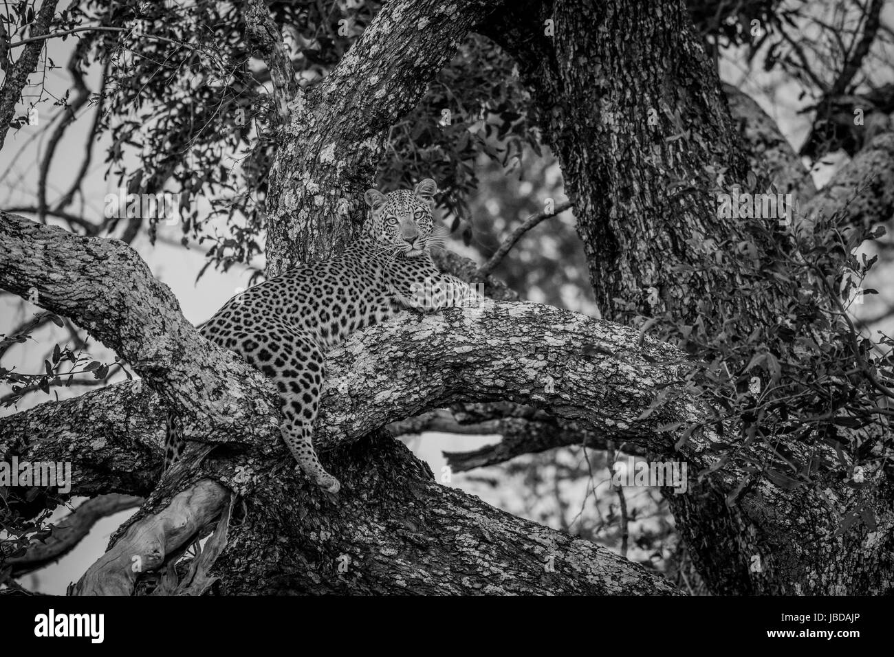 Leopard fixant dans un arbre en noir et blanc dans le delta de l'Okavango, au Botswana. Banque D'Images