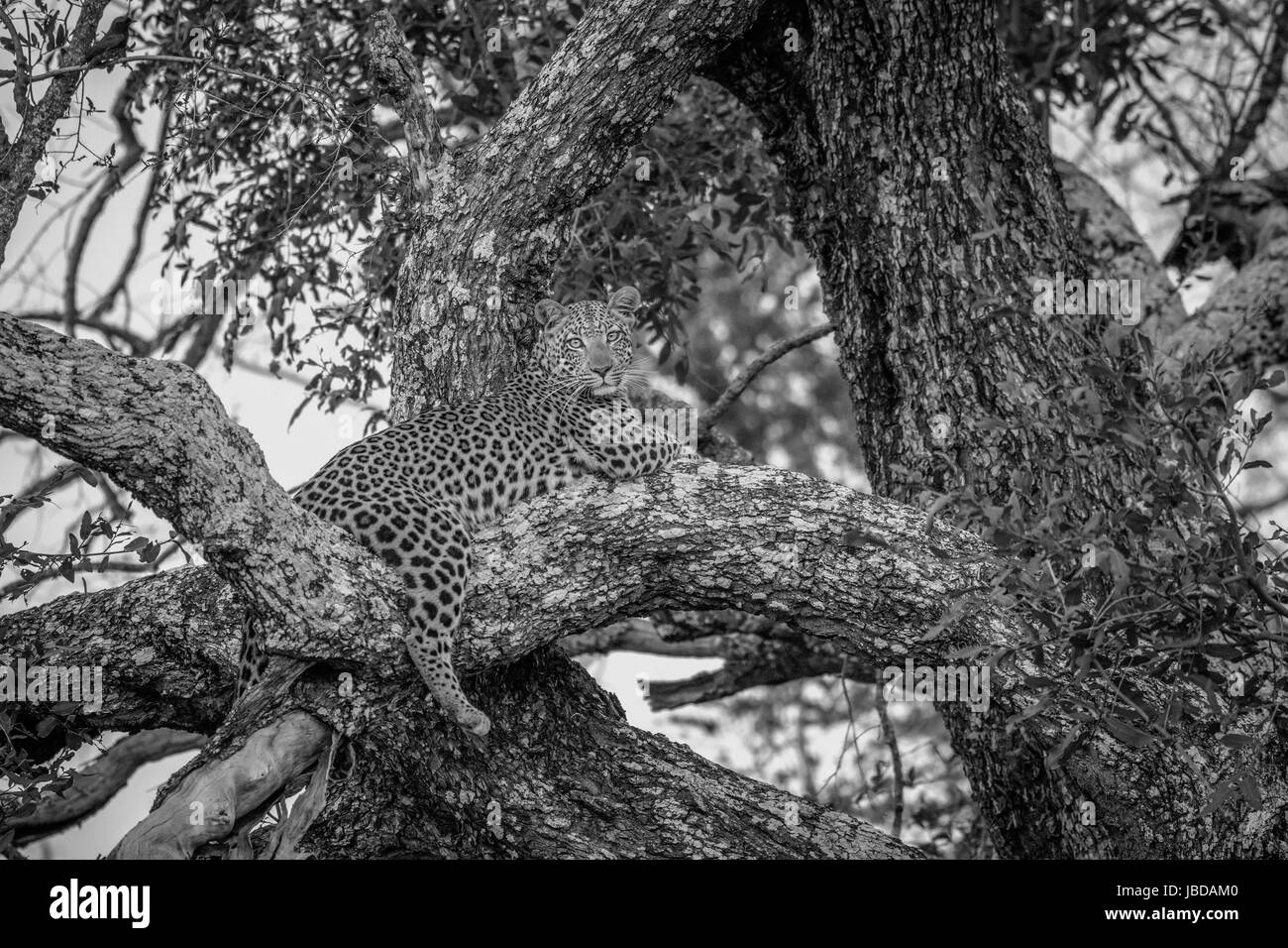 Leopard fixant dans un arbre en noir et blanc dans le delta de l'Okavango, au Botswana. Banque D'Images