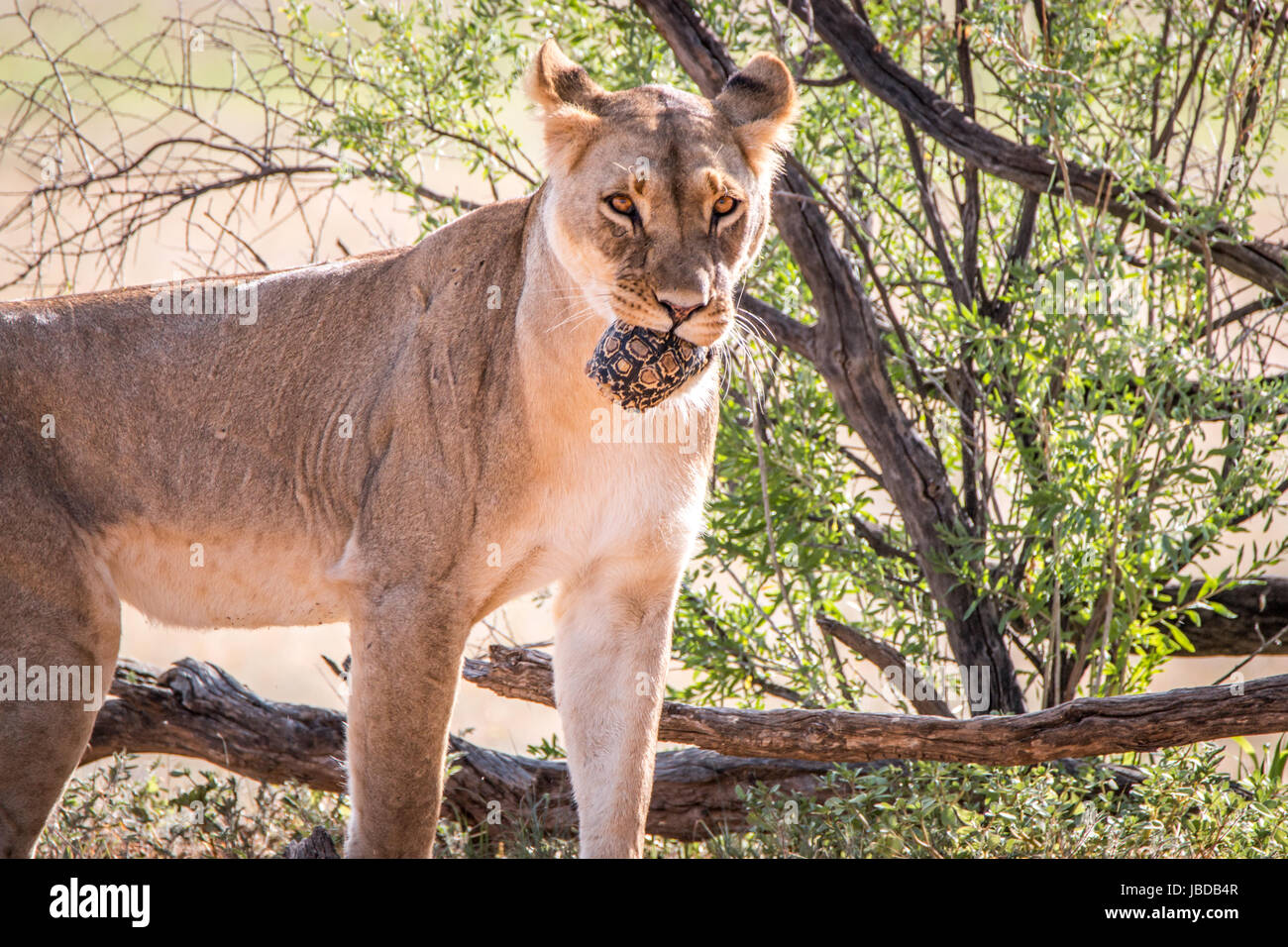 Lionne avec une tortue léopard prises dans le parc transfrontalier de Kgalagadi, Afrique du Sud. Banque D'Images