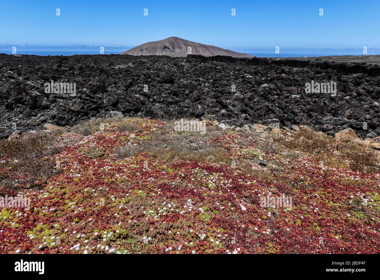 Le contraste des fleurs et de la lave dans le paysage volcanique du Parc National de Timanfaya.Lanzarote, Espagne Banque D'Images