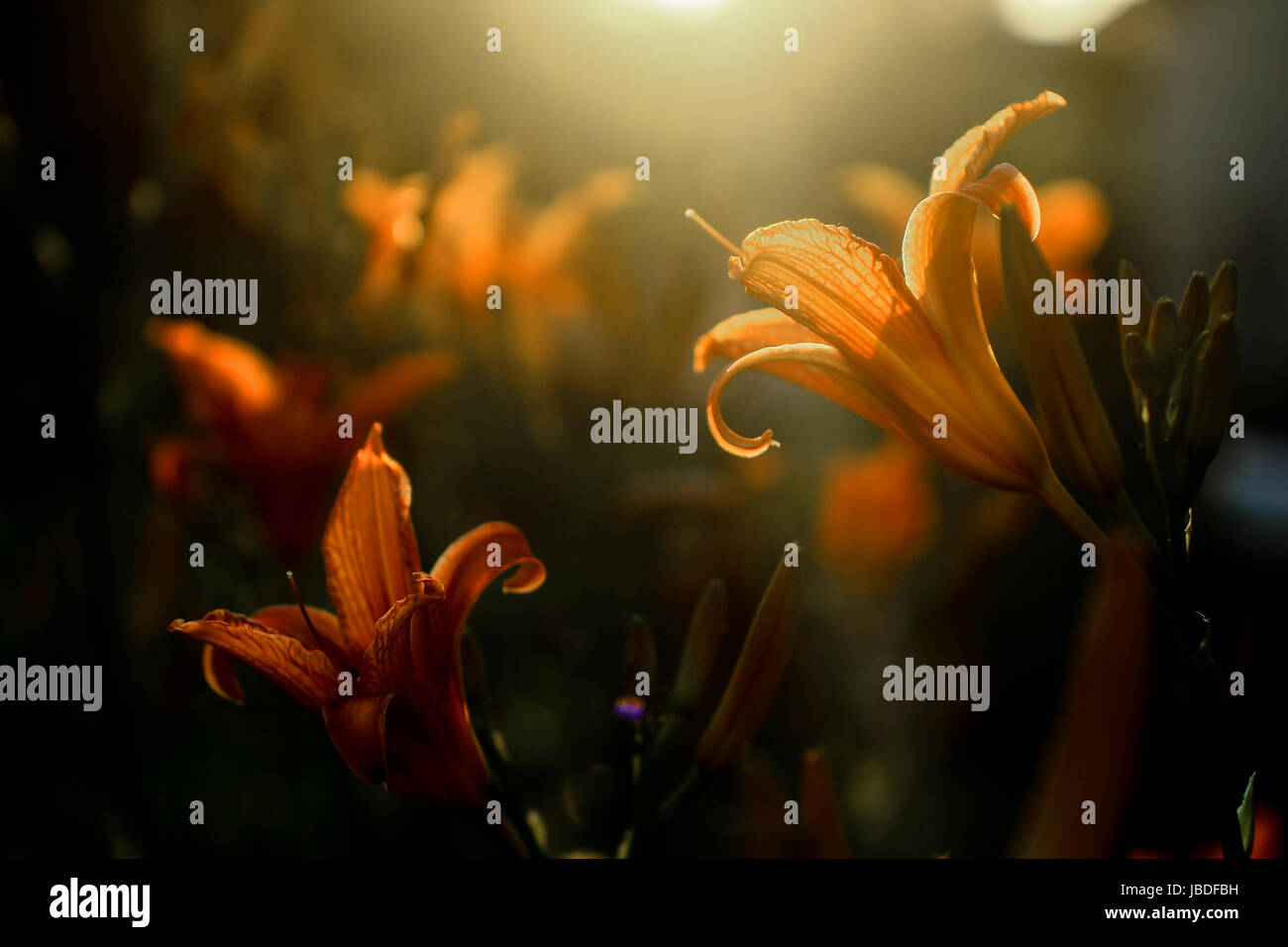 Lily - Fiery coucher du soleil Banque D'Images