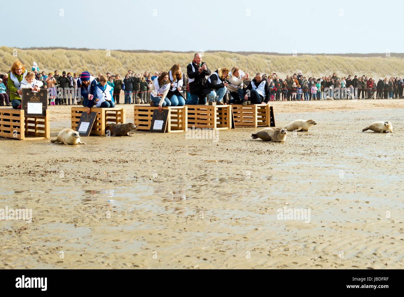 OUDDORP, Pays-bas- 22 MAI 2017 : Les phoques sont libérés sur la plage après prendre soin dans une pépinière. Banque D'Images