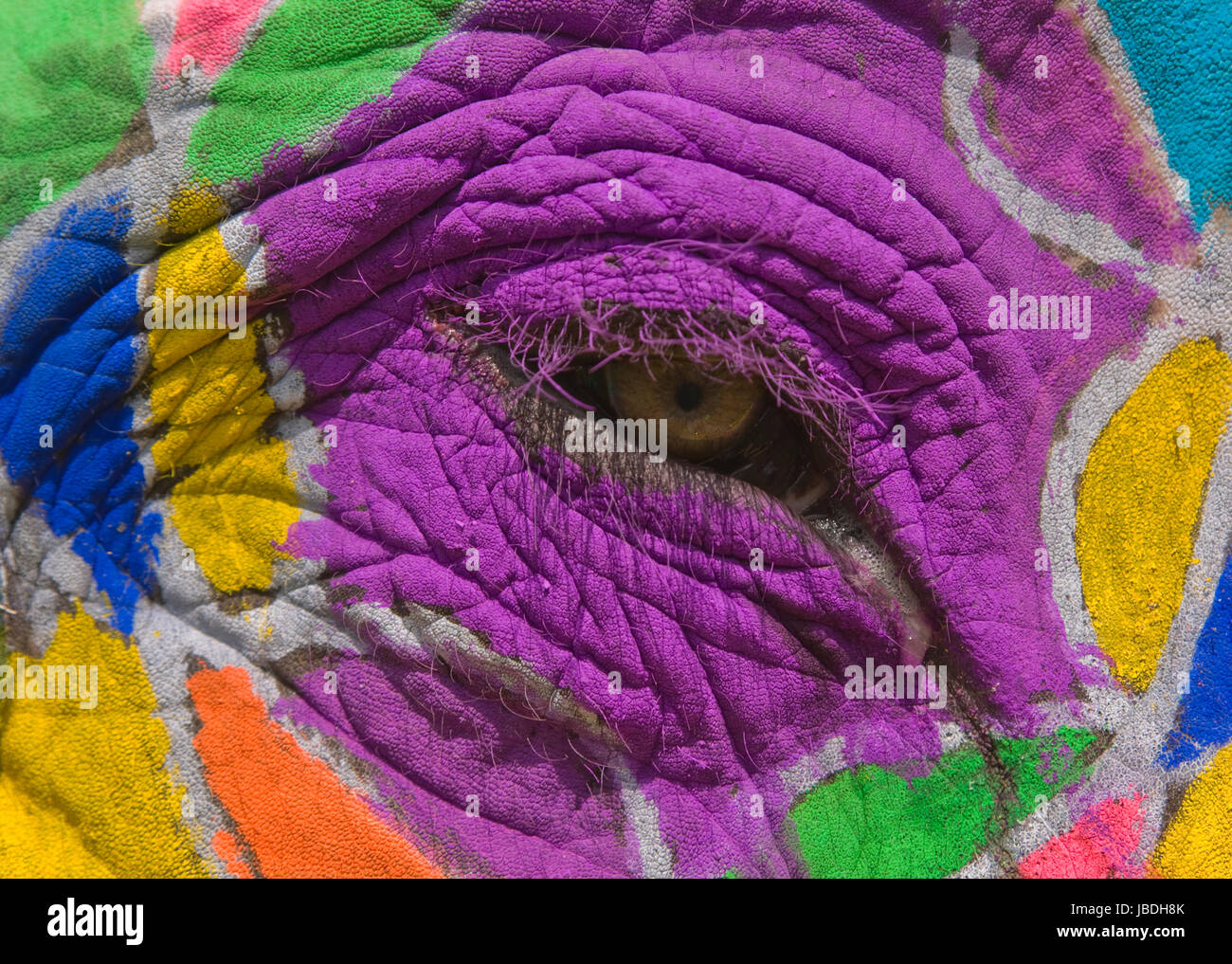 De près de l'oeil d'un éléphant décoré à l'assemblée annuelle du festival de l'éléphant à Jaipur, Rajasthan, Inde Banque D'Images