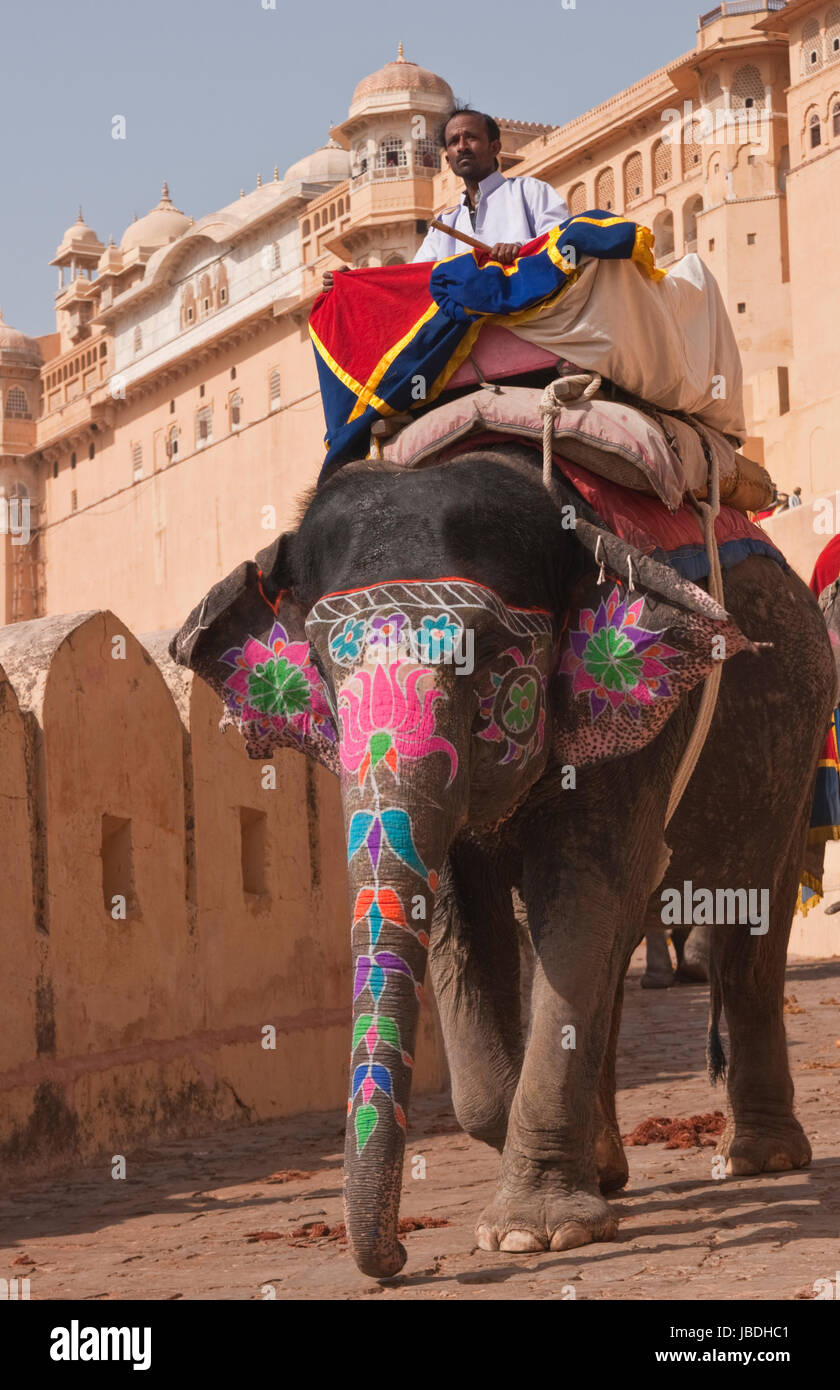 Éléphant décoré et mahout descendre de Fort Amber à Jaipur, Rajasthan, Inde. Banque D'Images