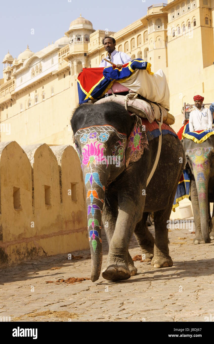 Éléphant décoré et mahout descendre de Fort Amber à Jaipur, Rajasthan, Inde. Banque D'Images