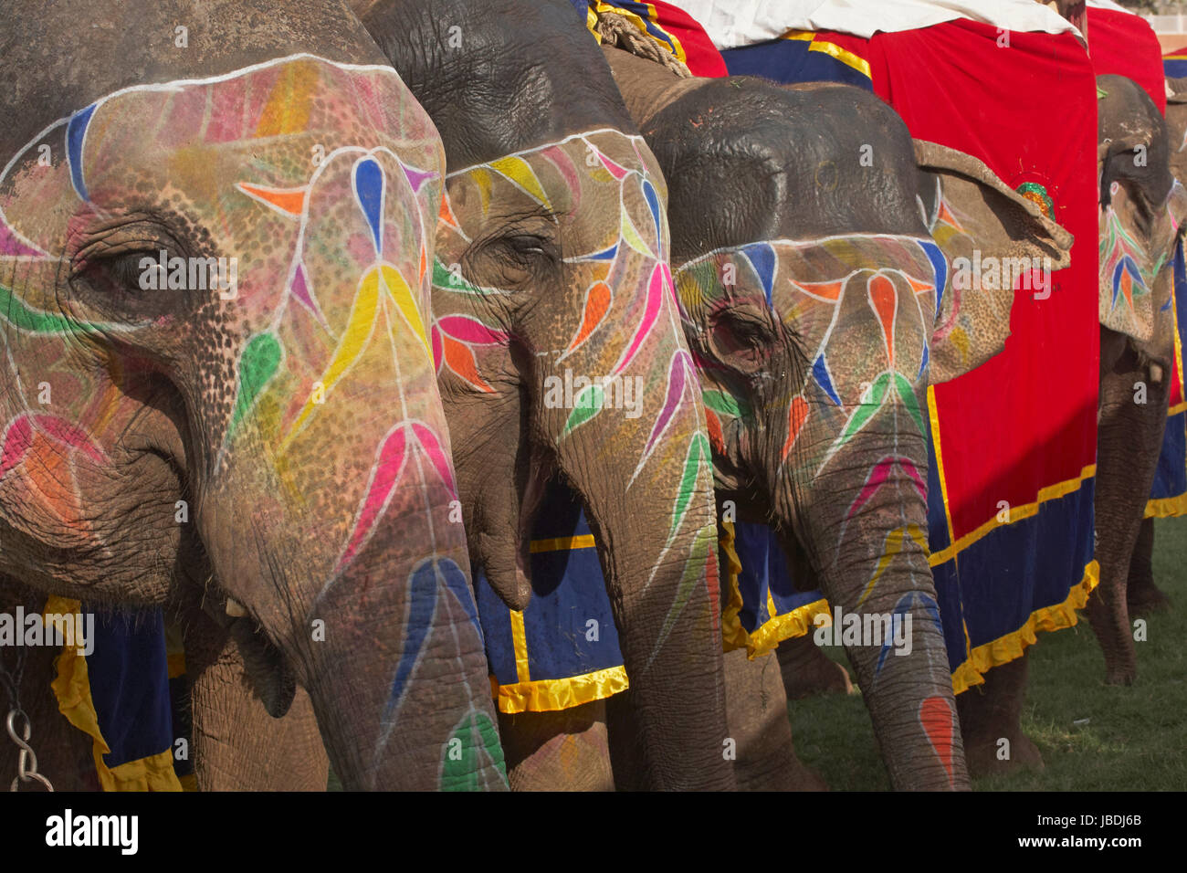 Les éléphants décorés à l'assemblée annuelle du festival de l'éléphant à Jaipur, Rajasthan, Inde. Banque D'Images