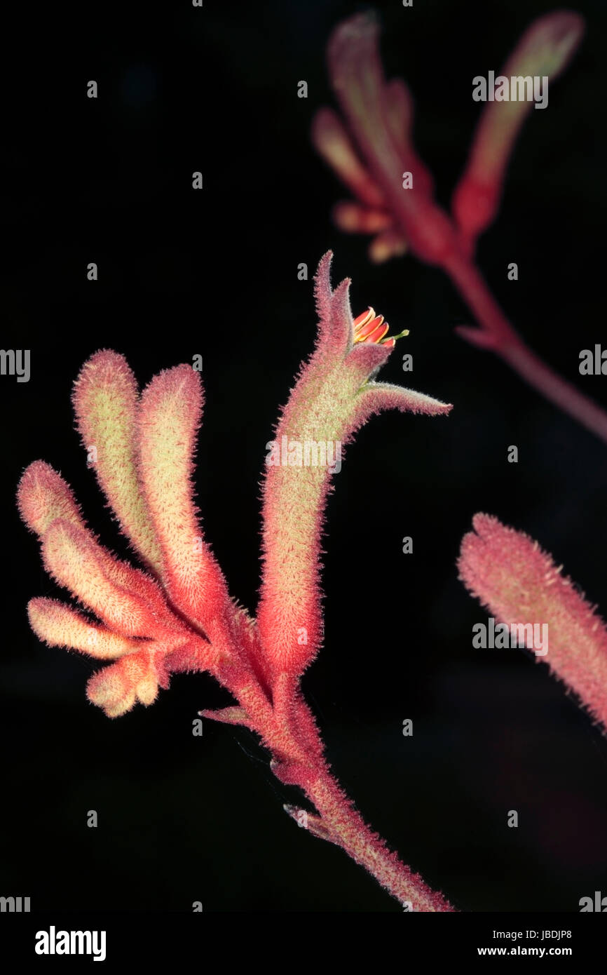 Close-up of Tall Patte de kangourou Anigozanthos flavidus fleurs-- Famille Haemodoraceae Banque D'Images