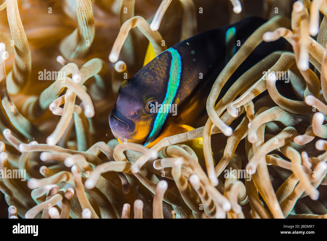 Poisson clown de Clark ou limande poissons clowns Amphiprion clarkii（）la profondeur de l'eau 5m Owase, Mie, Japon Banque D'Images