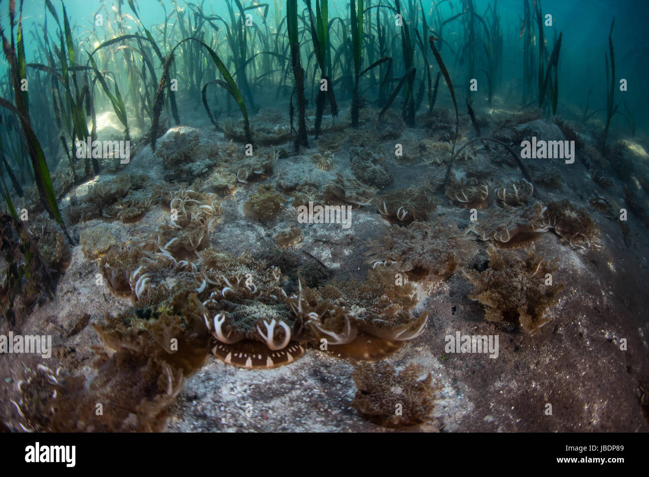 L'envers des méduses dans les herbiers à Komodo, Indonésie. Cette région extraordinaire biodiversité marine et des ports est une région de vacances populaire. Banque D'Images