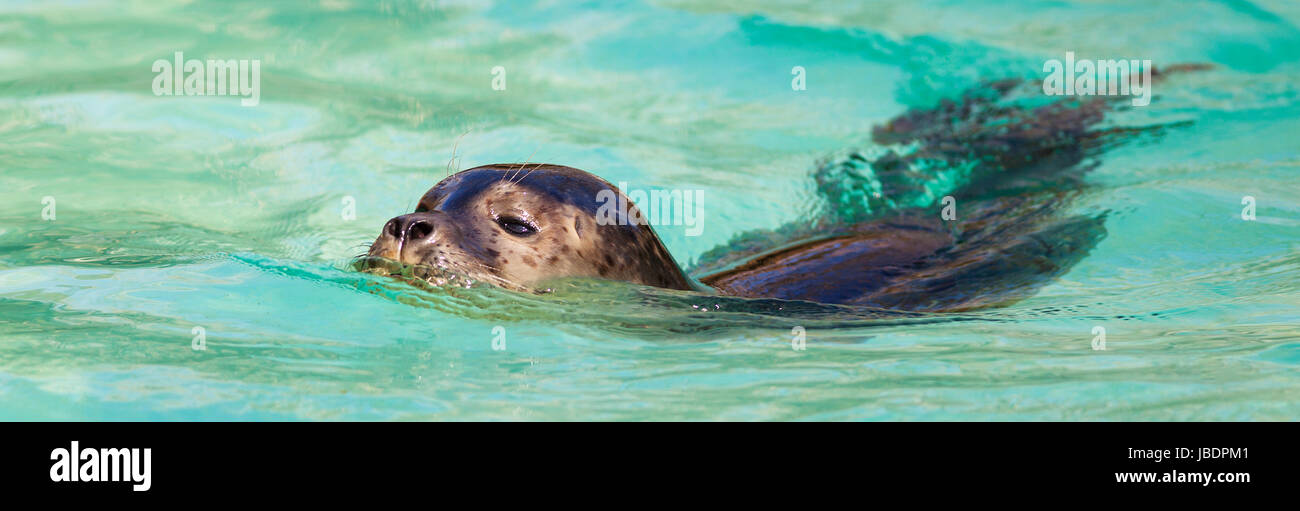 Joint de natation dans l'eau propre Banque D'Images