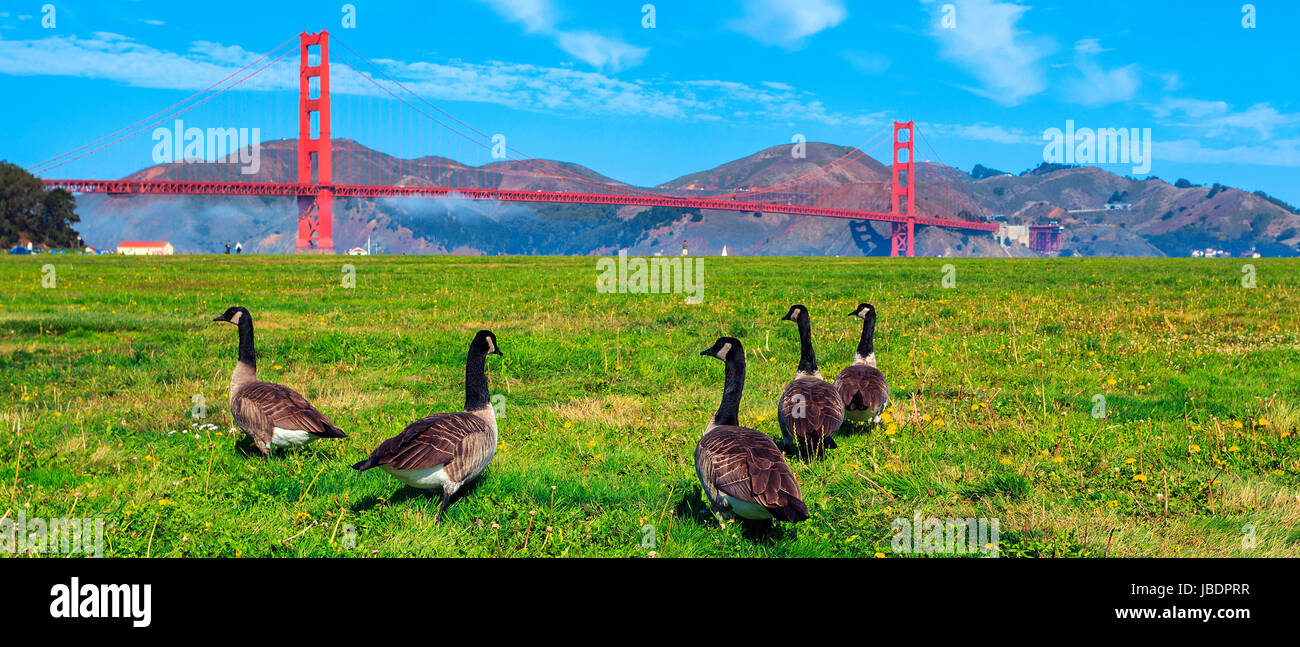 Golden Gate Bridge avec oies sur l'herbe Banque D'Images