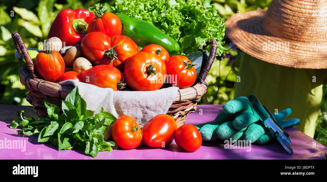 Les légumes dans un panier sous le soleil Banque D'Images