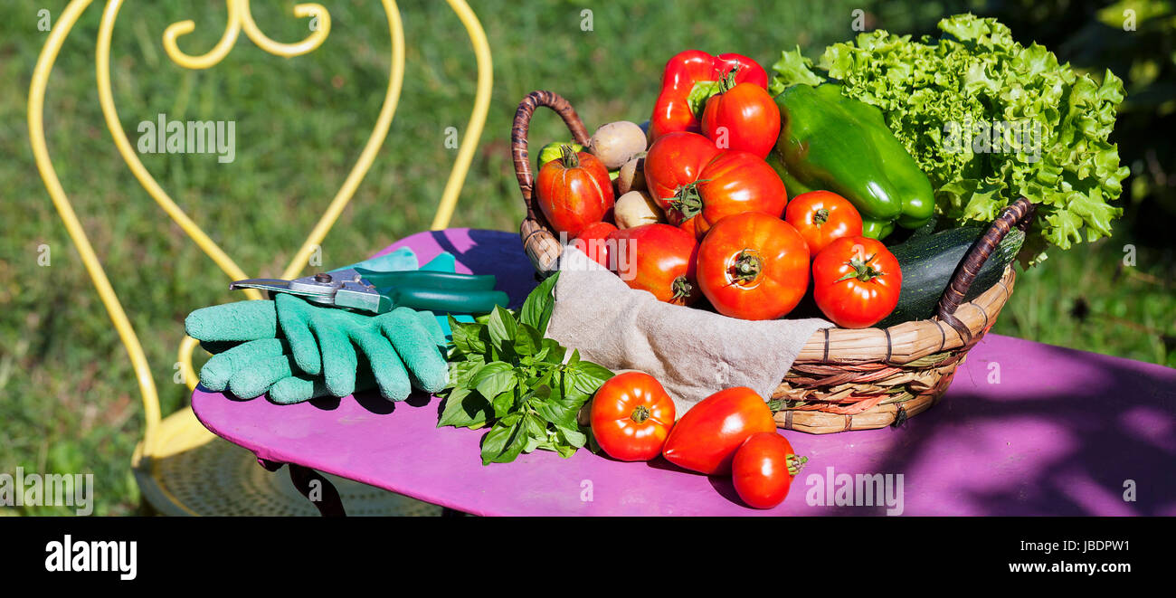 Des légumes dans un jardin sous la lumière du soleil Banque D'Images