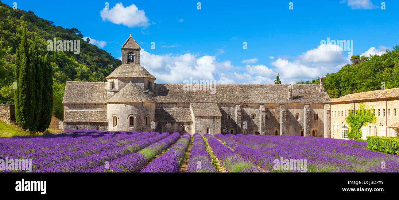 Abbaye de Sénanque et lignes en fleurs fleurs de lavande. Gordes, Luberon, Vaucluse, Provence, France, Europe. Banque D'Images