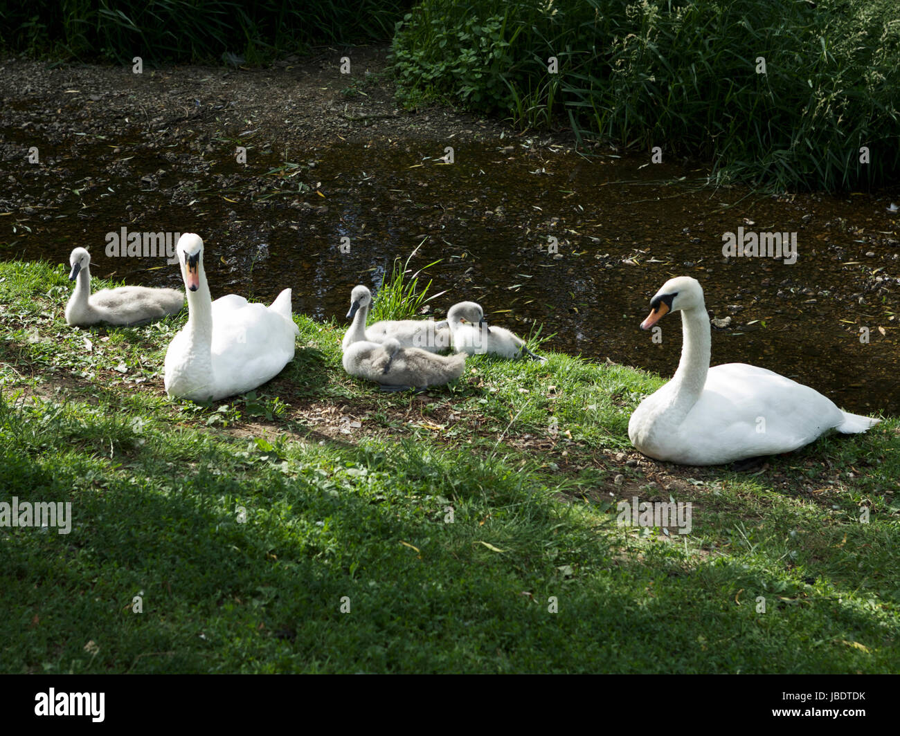 Les cygnes avec cygnets au Royaume-Uni. Banque D'Images