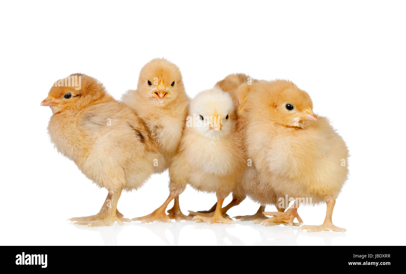 Groupe de poulets jaune isolé sur fond blanc Banque D'Images