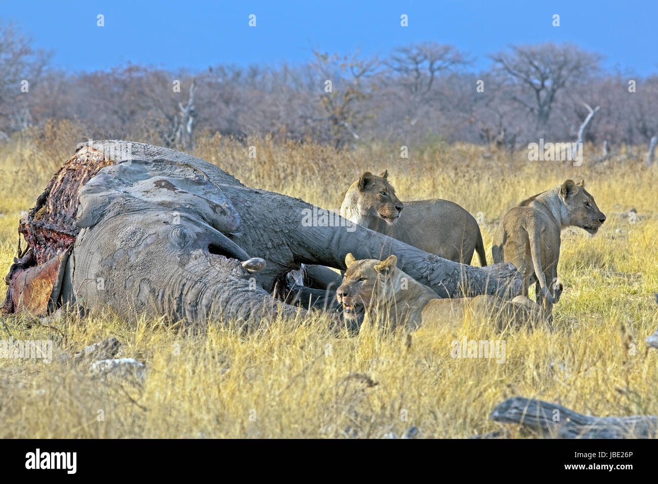 SŸdliches Afrika, Afrika, Afrika-SŸdwest, Namibie, Etoscha National Park, Lšwen, Panthera leo, weiblich, bewachen Beute, Elefanten-Kadaver Banque D'Images