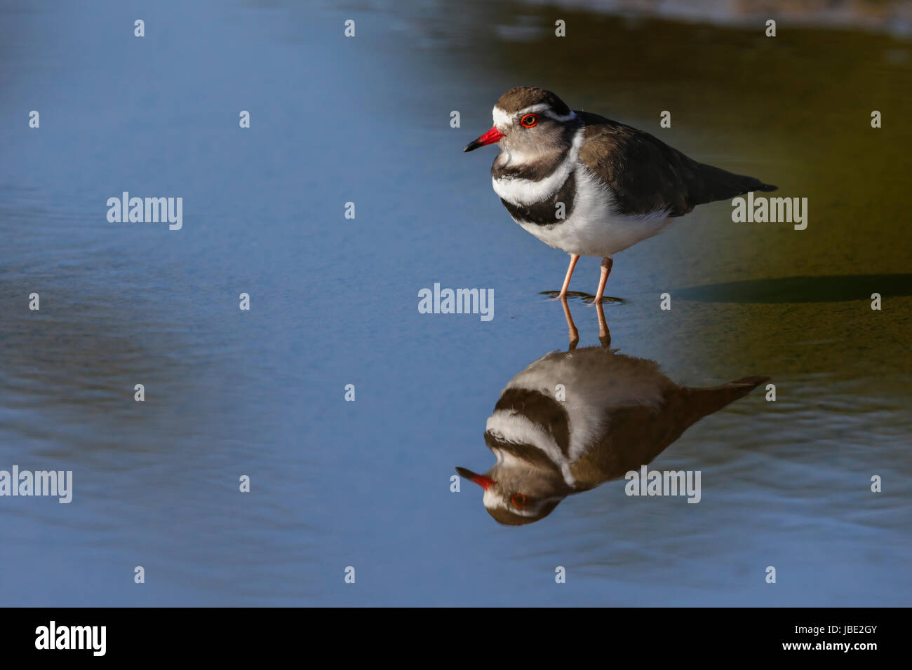 Trois-banded Plover (Charadrius tricollaris), Kruger National Park, Afrique du Sud, mai 2017 Banque D'Images