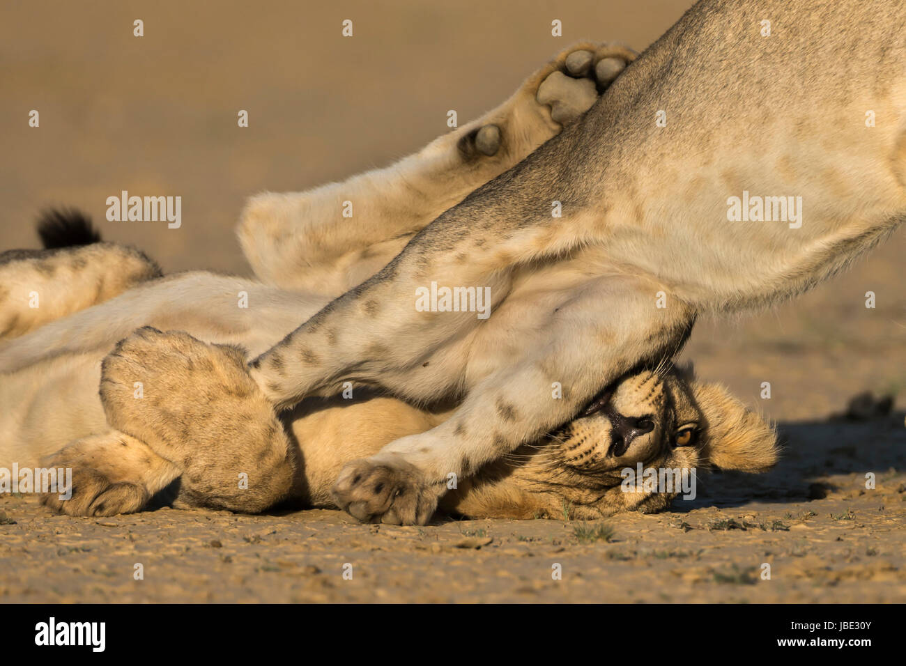 Jeunes lions (Panthera leo) de jouer, Kgalagadi transfrontier park, Northern Cape, Afrique du Sud, février 2017 Banque D'Images
