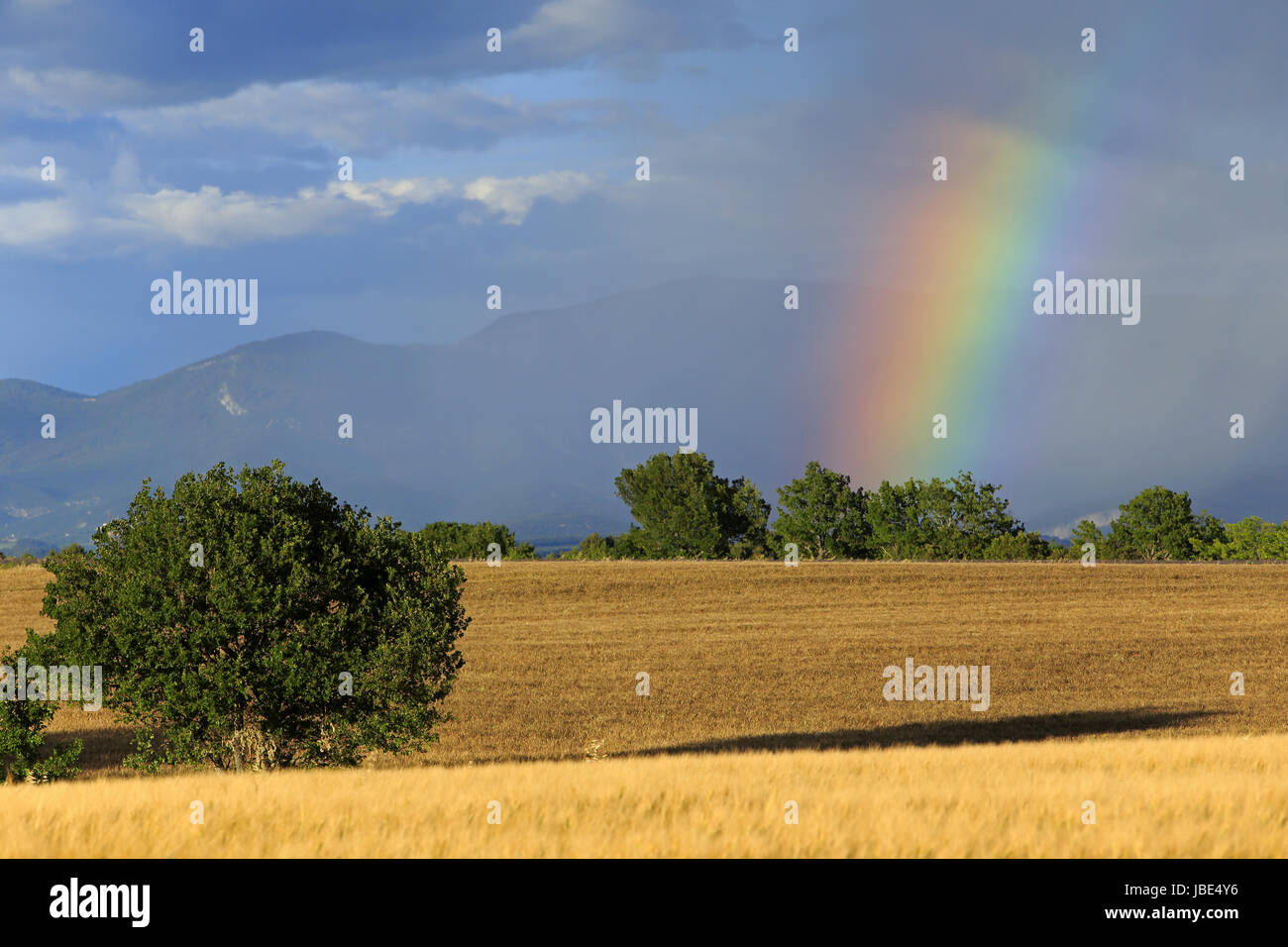 Arc-en-ciel sur le Plateau de Valensole, Alpes de Haute-Provence, Provence, France Banque D'Images