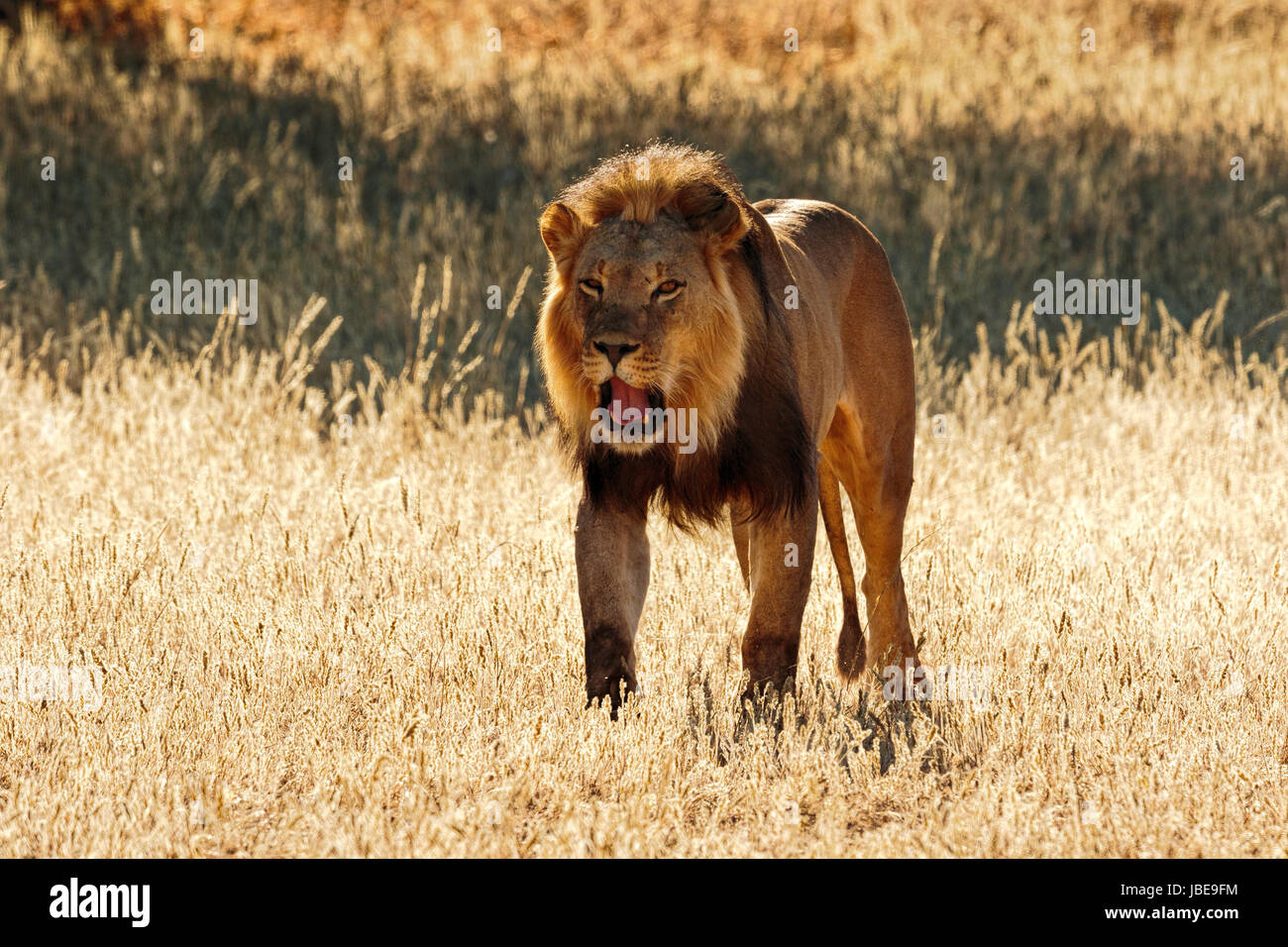 Grand mâle à crinière noire Kalahari lion (Panthera leo) marcher tôt le matin, lumière dorée Banque D'Images