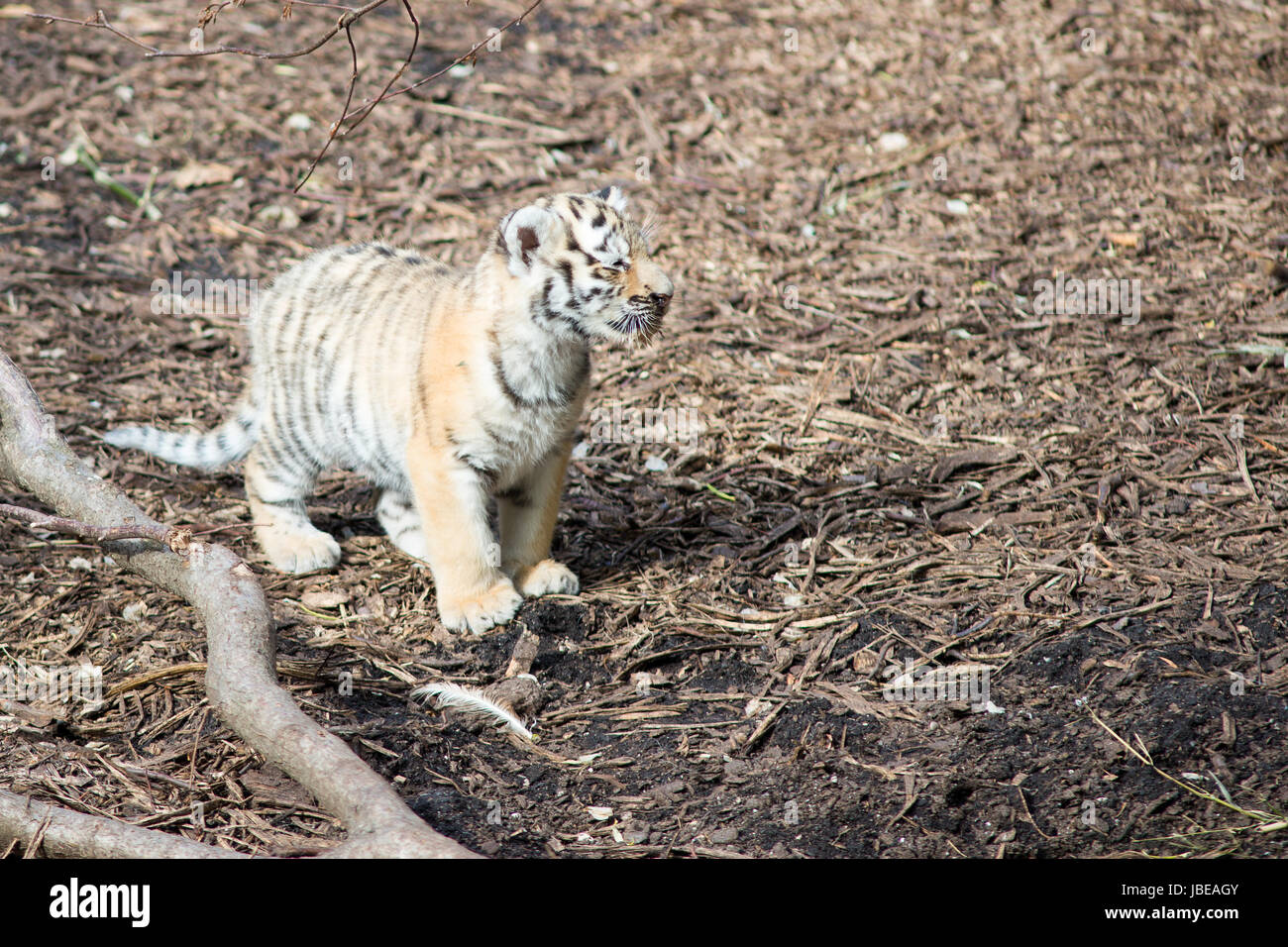 Tiger Cub debout sur le sol de la forêt Banque D'Images