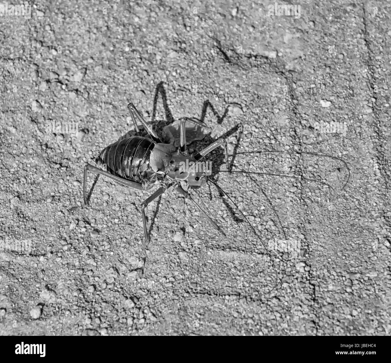 Un passage de cricket de maïs un chemin de terre dans le sud de la savane africaine Banque D'Images