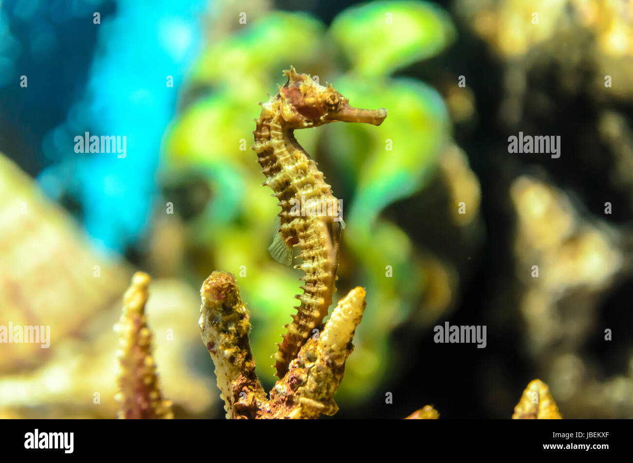 Une belle mer d'hippocampes en Thaïlande Banque D'Images
